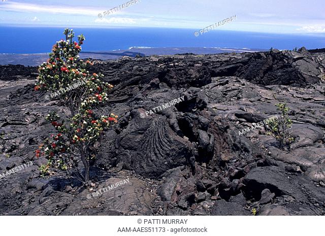 Pahoehoe Lava and Ohia-lehua Tree, a pioneer, Hawaii Volcanos N.P, HI