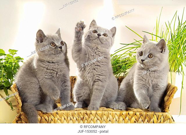 British Shorthair cat - three kitten - sitting
