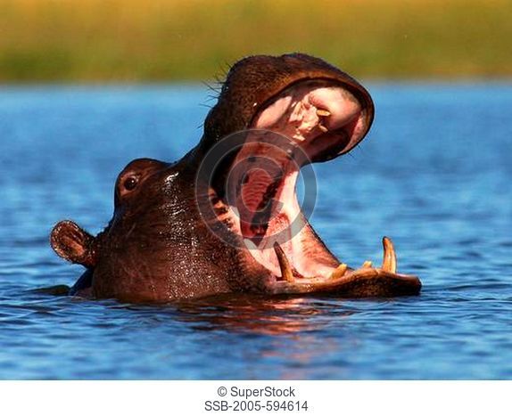 Hippopotamus Hippopotamus amphibius yawning in a river, Botswana