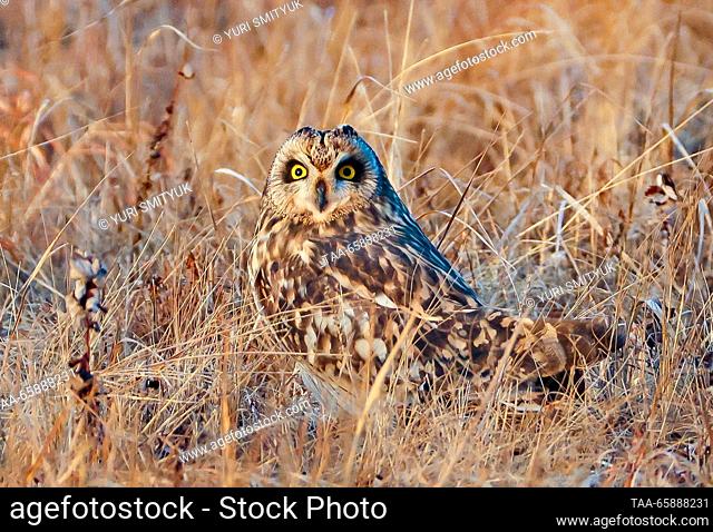 RUSSIA, PRIMORYE REGION - DECEMBER 19, 2023: A short-eared owl is seen in a field on the outskirts of Vladivostok. Yuri Smityuk/TASS