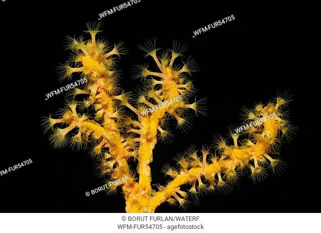 Yellow Zoanthid Anemone on Sponge, Parazoanthus axinellae, Axinella verrucosa, Solta Island, Adriatic Sea, Croatia