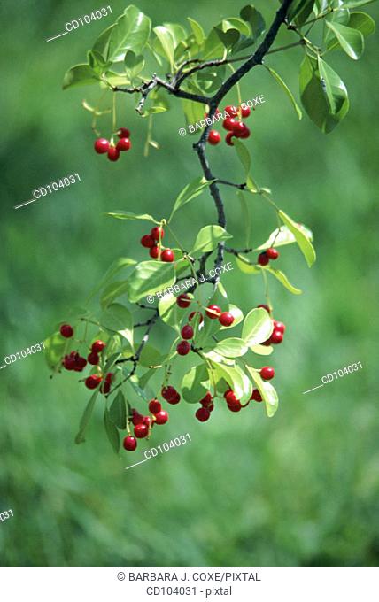 Flatwoods Plum, Black Sloe or Hog Plum (Prunus umbellata)