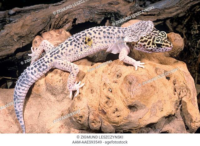 Leopard Gecko shedding Skin (Eublepharis macularis)