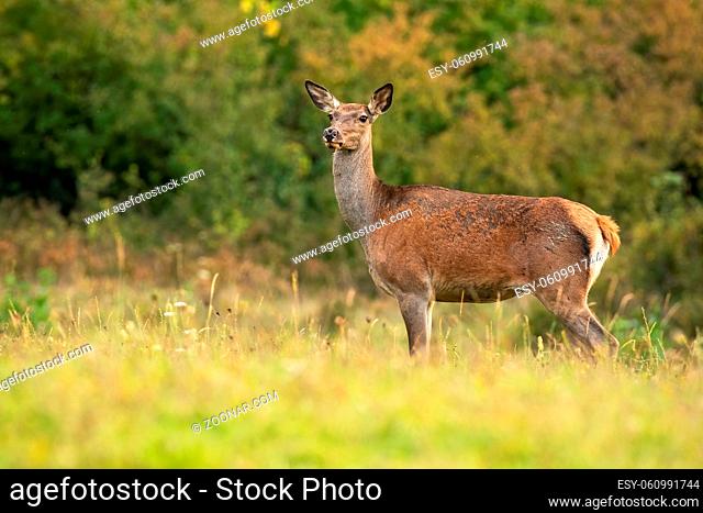 Alert red deer, cervus elaphus, looking om meadow in autumn nature. Attentive hind looking on field in fall. Wild brown mammal listening on green pasture
