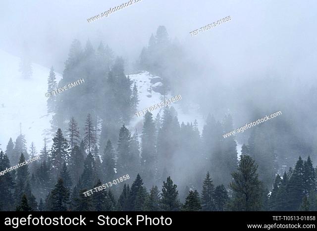 United States, Idaho, Cascade, Clouds and fog over forest in mountains in winter