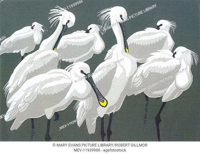 Spoonbills - Elimination Linocut Print (plus one extra block) by Robert Gillmor (1936-)