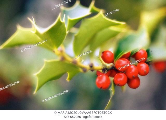 Berries and Leaves of Holly Tree. Ilex aquifolium. November 2006. Maryland, USA