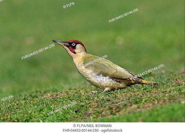 Green Woodpecker Picus viridis adult male, standing on grass, Norfolk, England, may