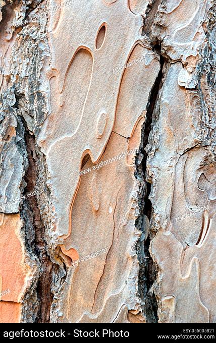 Pine trunks in line with their textured bark. Texture