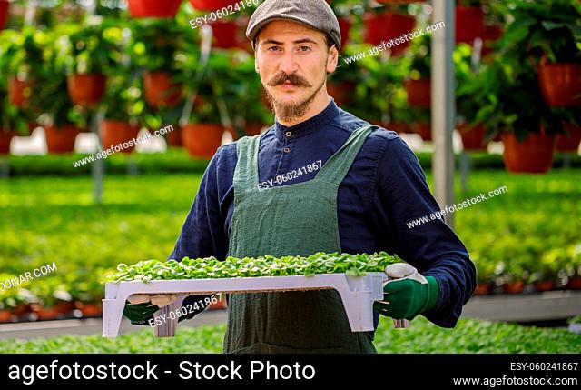 Male gardener with long mustache working in the greenhouse, arranging and nursing plants and flowers. Farmer and horticulture concept