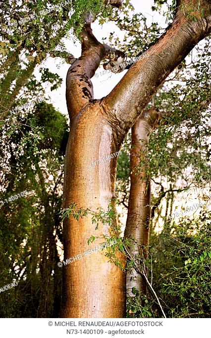 Afrique, Madagascar région de Toliara Tulear Ifaty, forêt de Baobab