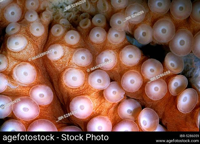 OCTOPUS (octopus cyanea), TENTACLES SHOWING SUCKERS