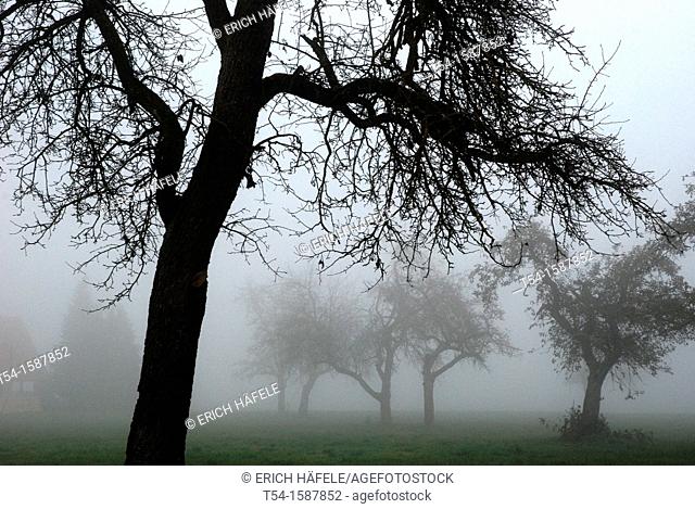 Dense fog between autumn fruit trees in Bavaria