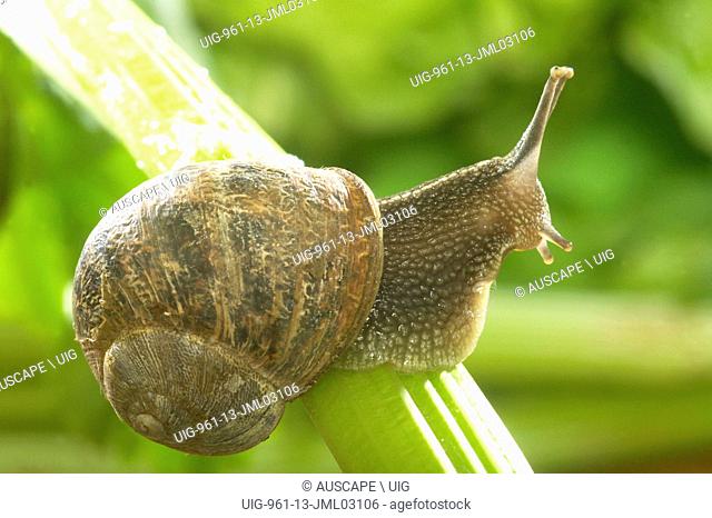 Garden snail, Cantareus aspersus, on a celery stalk. (Photo by: Auscape/UIG)