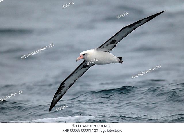 Laysan Albatross Phoebastria immutabilis adult, in flight over sea, near Bering Island, Commander Islands, Bering Sea, Kamchatka Krai, Russian Far East, Russia