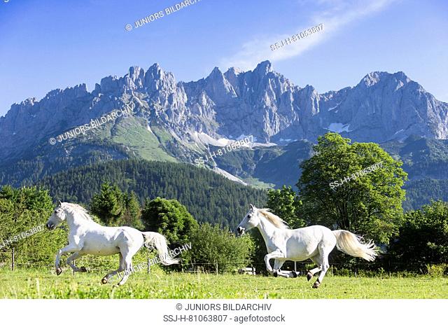 Lipizzan horse. Two adult mares galloping on a pasture with the Kaiser Mountains in background. Austria