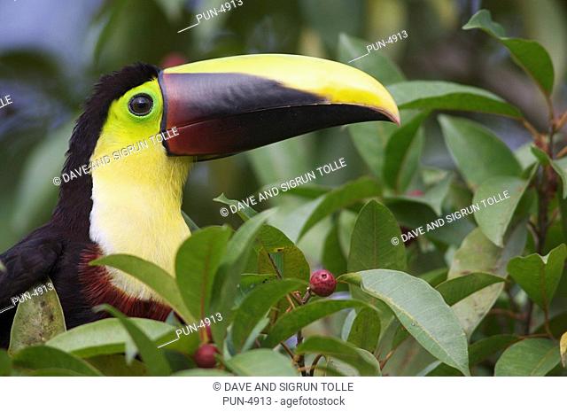 Chestnut-mandibled toucan Ramphastos swainsonii in tropical bush