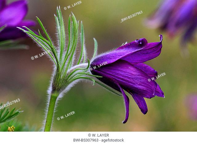 pasque flower (Pulsatilla vulgaris), flowers, Germany