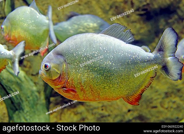 piranha ordinary fish underwater close up portrait