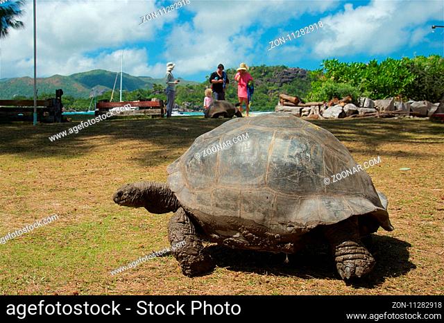 Riesenschildkröte auf der Seychellen-Insel Curieuse
