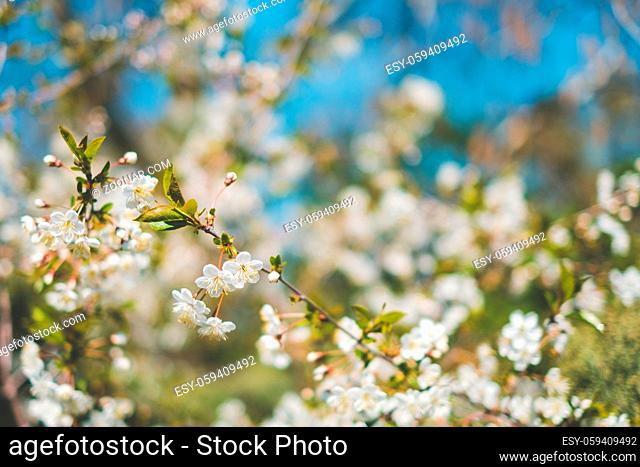 white spring flowers on blooming cherry tree