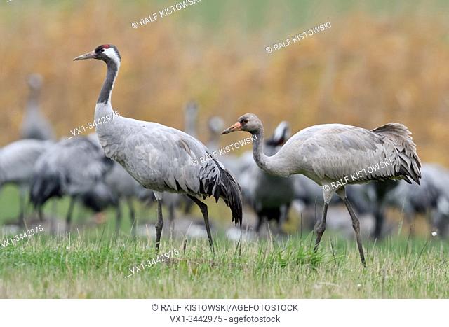 Common Crane ( Grus grus ), adult together with young, with offspring, walking in front of a flock over a meadow, migratory birds, wildlife, Europe