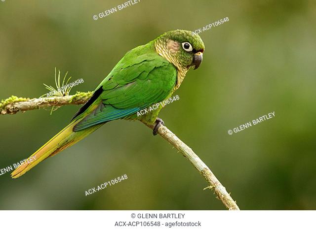 Maroon-bellied Parakeet (Pyrrhura frontalis) perched on a branch in the Atlantic Rainforest Region of Brazil