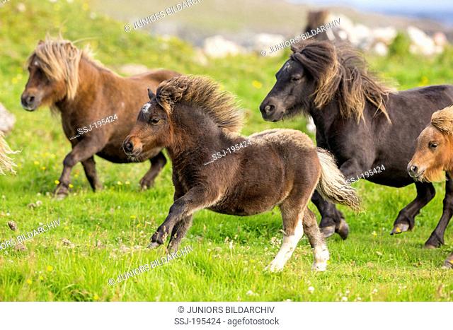 Miniature Shetland Pony Mares and foals galloping on a meadow Shetlands, Unst