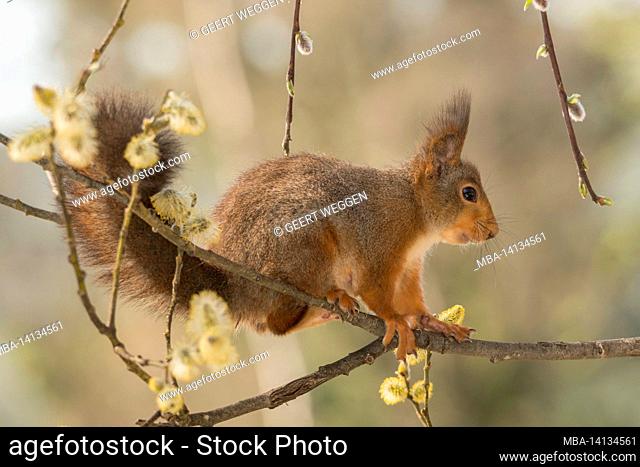 profile and close up of red squirrel on willow flowers branches