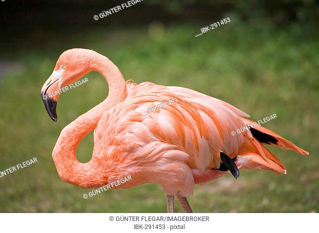 Cuba flamingo (Phoenicopterus ruber ruber)