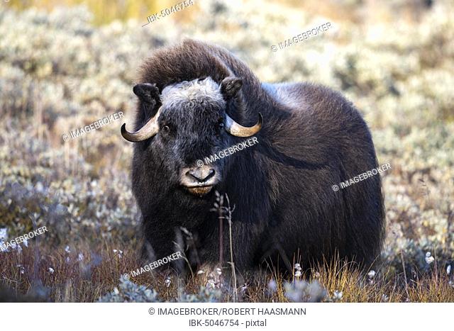 Musk ox (Ovibos moschatus), young animal, tundra, Dovrefjell-Sunndalsfjella  National Park, Norway, Stock Photo, Picture And Royalty Free Image. Pic.  IBK-5046754 | agefotostock