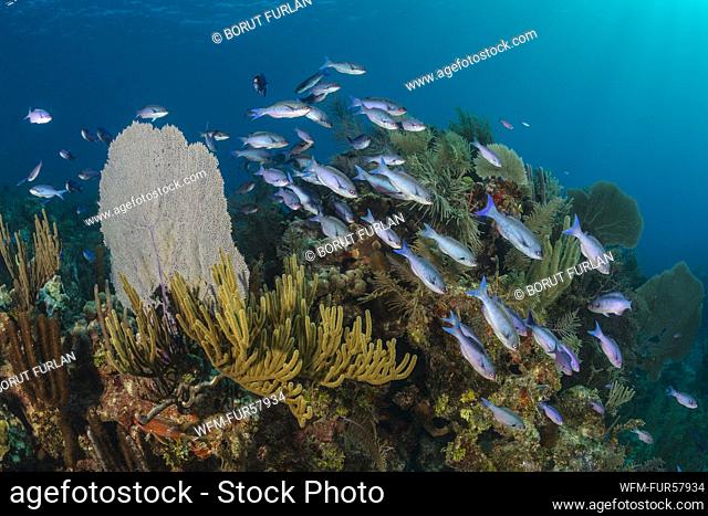 Creole Wrasse in Coral Reef, Clepticus parrae, Jardines de la Reina, Cuba