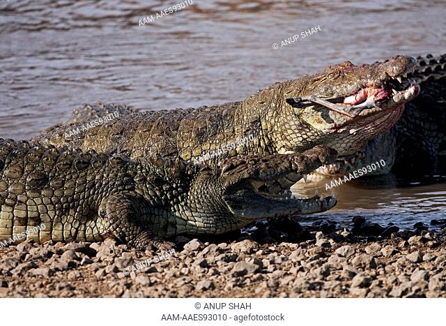 Nile crocodiles competing over a kill (Crocodylus niloticus). Maasai Mara National Reserve, Kenya. October 2009