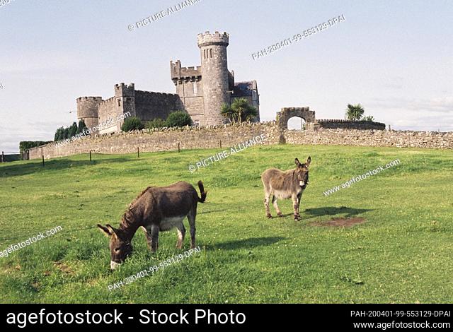 14 July 1994, Ireland, Donegal: Donkeys in Ireland Photo: Stephan Schulz/dpa-Zentralbild/ZB. - Donegal/Ireland