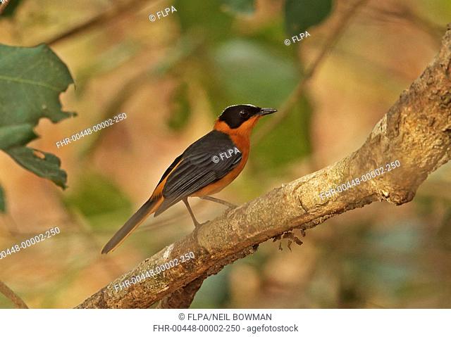 Snowy-crowned Robin-chat (Cossypha niveicapilla) adult female, perched on branch, Mole N.P., Ghana, February