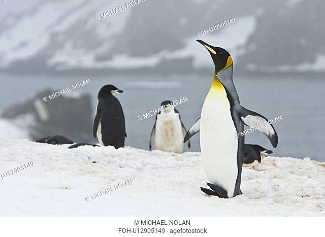 A very rare sighting of a lone adult king penguin Aptenodytes patagonicus among breeding and nesting colonies of both gentoo and chinstrap penguins on Barrentos...