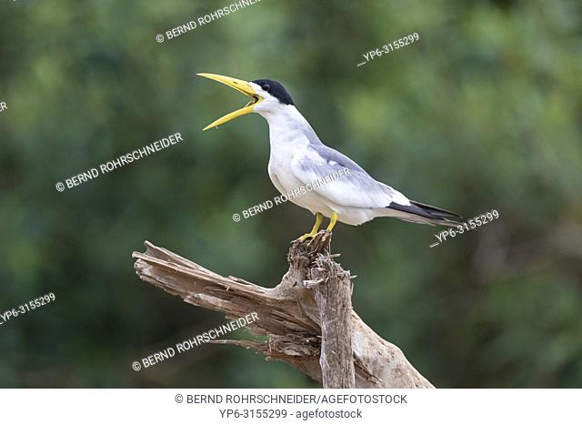 Large-billed tern (Phaetusa simplex), adult perched on branch with bill opened, Pantanal, Mato Grosso, Brazil