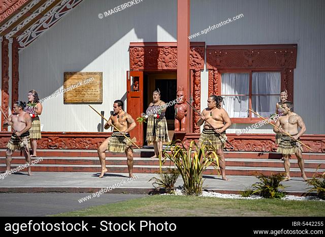 Welcome Ceremony, powhiri Cultural Performance, in front of the Assembly House, Rotowhio Marae, Te Puia, Whakarewarewa, Rotorua, Bay of Plenty, New Zealand