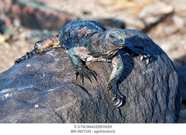 Sea Iguana or Galapagos Marine Iguana (Amblyrhynchus cristatus hassi), Española Island, Galapagos, Ecuador