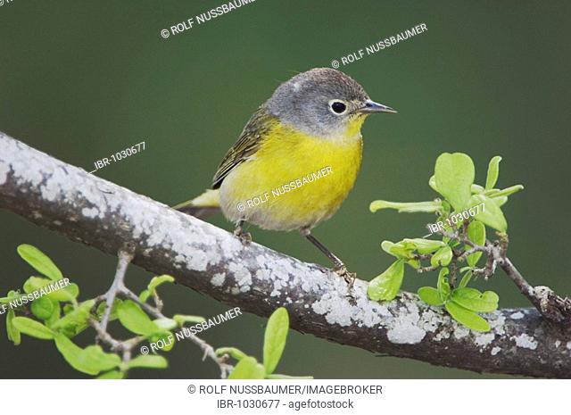 Nashville Warbler (Vermivora ruficapilla), adult perched, Uvalde County, Hill Country, Central Texas, USA