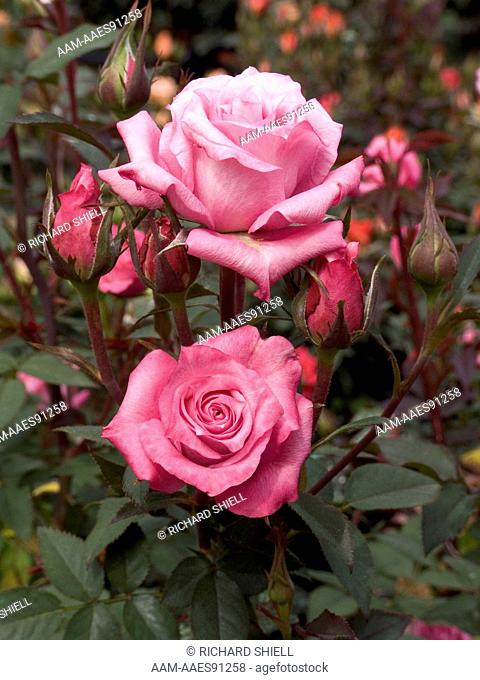 Odessa Miniature Rose, Rosa hybrid