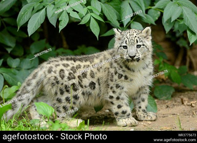 Snow leopard cub (Uncia uncia)