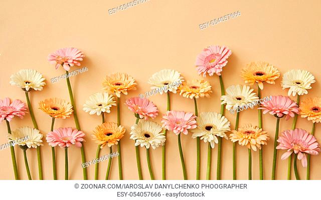 Spring composition of fresh gerberas on a yellow paper background. As post card for Mother's day or 8 march or mother's day . Flat lay