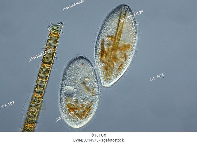 Frontonia (Frontonia), in differential interference contrast