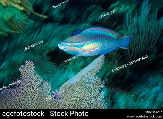 Cayman Islands, Princess Parrotfish (Scarus taeniopterus)