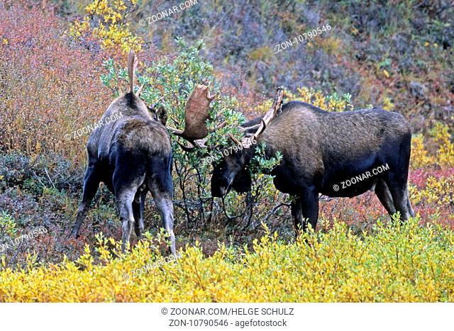 Elche sind sehr gute Schwimmer - (Alaskaelch - Foto junge Elchbullen spielerisch kaempfend) / Moose are excellent swimmers - (Giant Moose - Photo young bull...