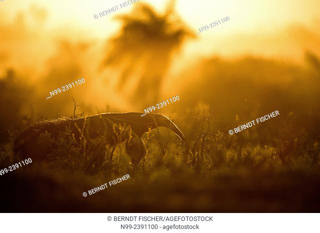 Giant anteater (Myrmecophaga tridactyla), in front of sunset, walking through bush and grassland, Mato Grosso do Sul, Brazil