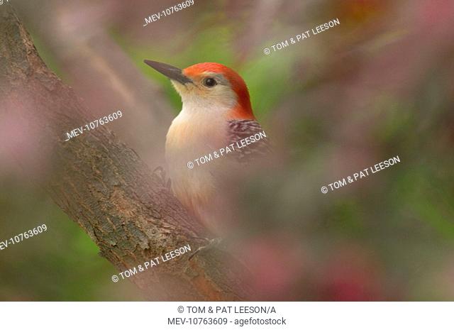 Red-bellied Woodpecker - In redbud tree, Spring (Melanerpes carolinus)