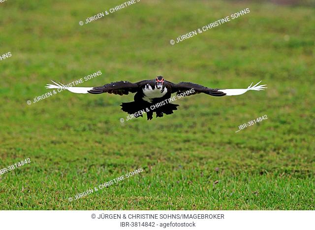 Muscovy Duck (Cairina moschata), adult, flying, Florida, USA