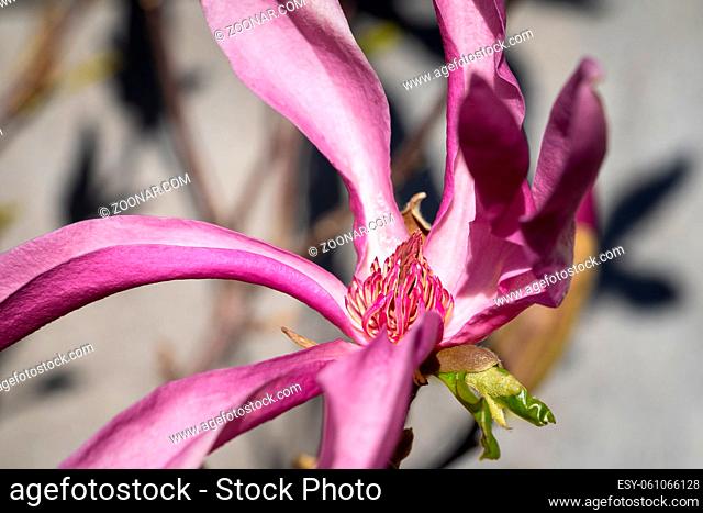 Tulip magnolia (Magnolia liliiflora), close up image of the flower head